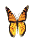 Butterfly Pic