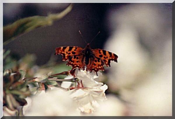 Painted Lady