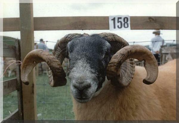 Sheep