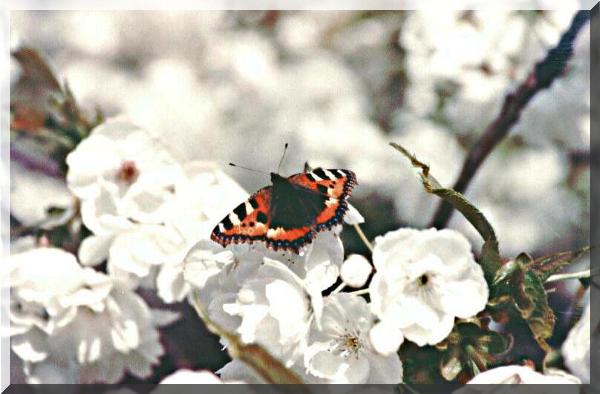 Tortoishell